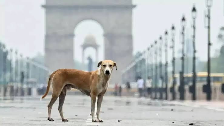 SC का सख्त रुख: कुत्तों के काटने पर देना होगा भारी मुआवजा, सरकार और ‘डॉग लवर्स’ की जिम्मेदारी तय होगी