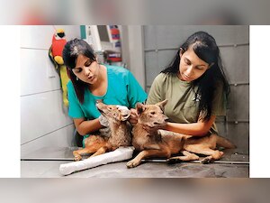 महाराष्ट्र के रायगढ़ में घायल हुए दो सियार को इलाज के लिए मुंबई ले जाया गया