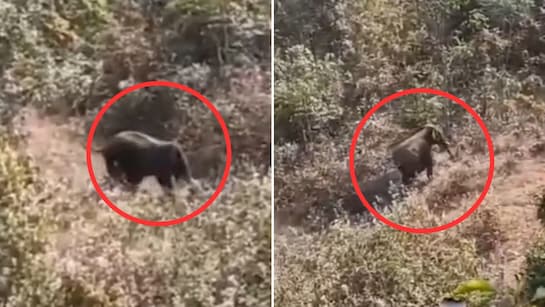 झारखंड में जंगली हाथियों के हमले में छह लोगों की मौत