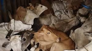 सहारनपुर में गोकशी के दो आरोपी मुठभेड़ के बाद गिरफ्तार