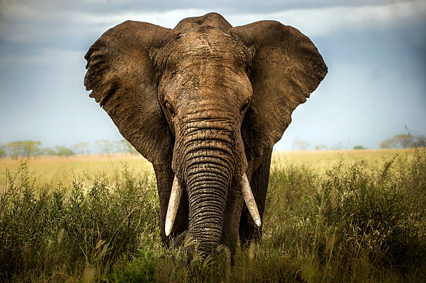 झारखंड के बोकारो में जंगली हथिनी ने दो दिन में पांच लोगों को मार डाला
