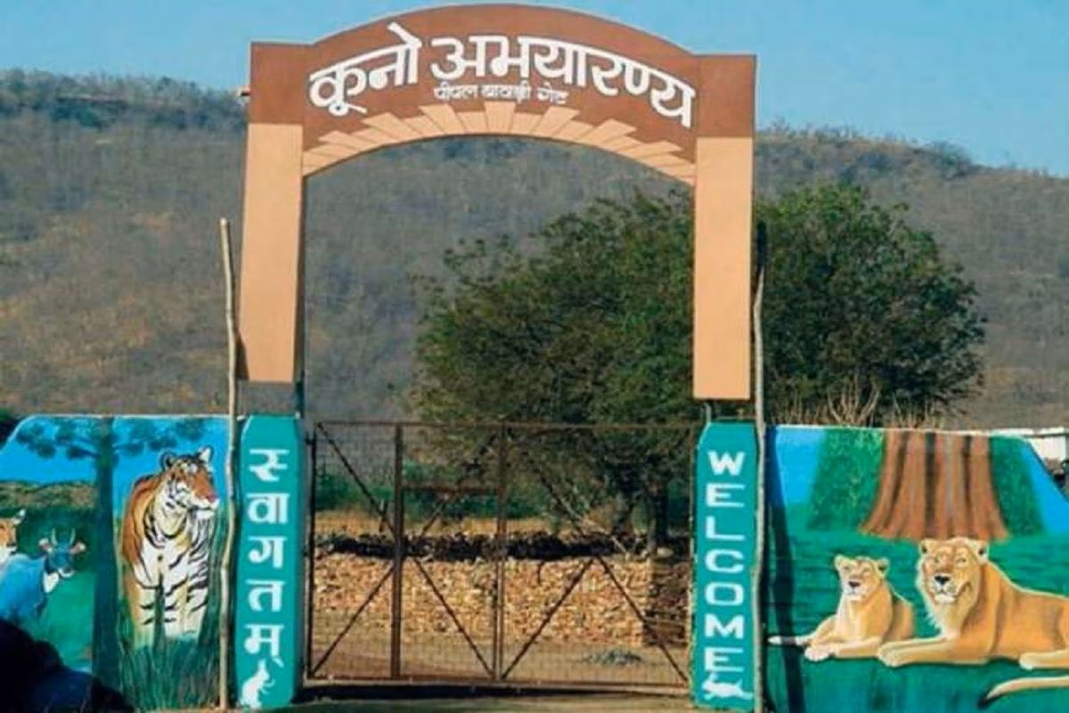 बोत्सवाना से लाए गए नौ चीते कूनो राष्ट्रीय उद्यान पहुंचे