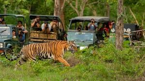 जिम कॉर्बेट नेशनल पार्क में रात्रि विश्राम का अंतिम मौका, मानसून से पहले बंद होंगी पर्यटन गतिविधियां