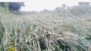 बिहार में आंधी-बारिश और ओलावृष्टि से फसलों को नुकसान, मुख्यमंत्री ने तत्काल सर्वे के निर्देश दिए