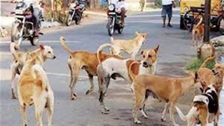 समराला की गलियों में आवारा कुत्तों का आतंक, 5 लोगों पर हमला; लोगों में दहशत