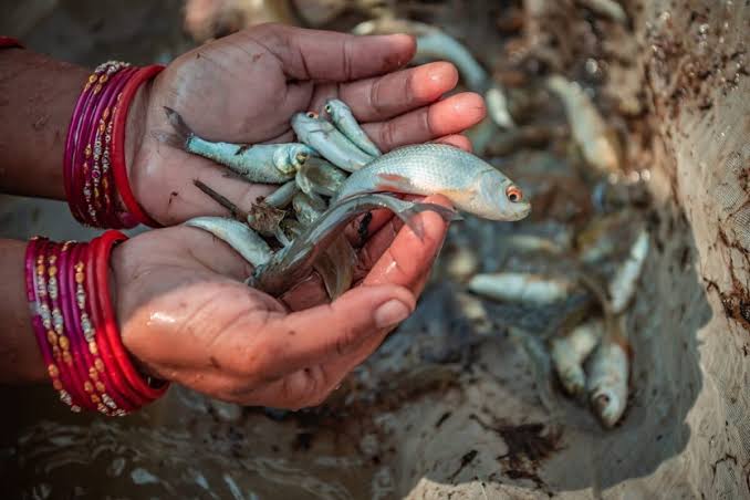 लुधियाना : 22 अक्टूबर को होगी सिधवां ब्रांच कैनाल में मछली पकड़ने के ठेके की बोली, जानें शर्तें